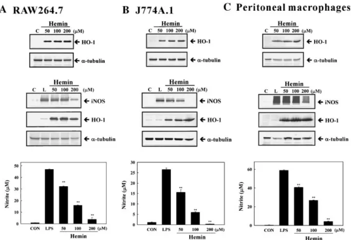 Fig. 5. Hemin, an HO-1 inducer, inhibits LPS-induced iNOS protein and NO production, with increasing HO-1 protein in RAW264.7, J774A.1, and peritoneal macrophage cells