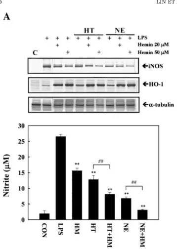 Fig. 6. Hemin pre-treatment enhances the inhibitory activities of HT and NE on LPS-induced NO production; HO activity inhibitor tin protoporphyrin (SnPP) attenuates the inhibitory effects of flavonoids on LPS-induced NO production in RAW264.7 cells
