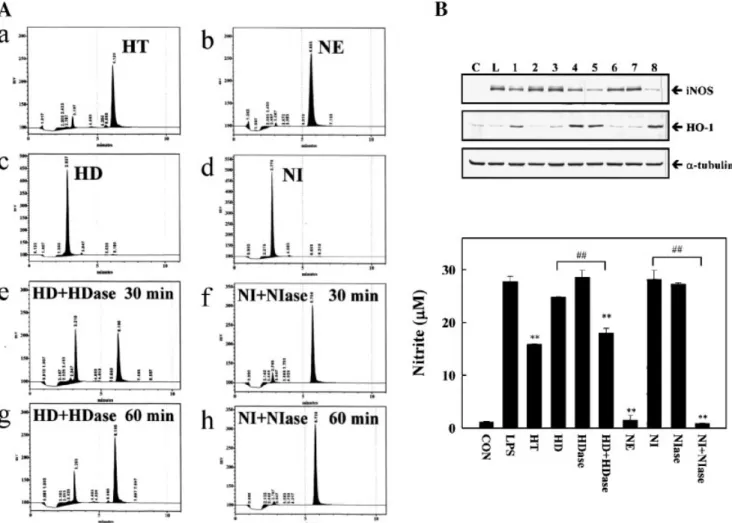 Fig. 7. Digestion of reutinoside at C7 of HD and NI by hesperidinase (HDase) and nariginase (NIase) resulted in inhibitory effects on  LPS-induced iNOS expression and NO production by the production of HT and NE according to high-performance liquid chromat