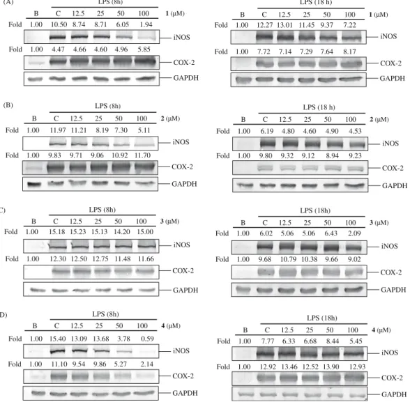 Fig. 3. Inducible NOS and COX-2 expression of punicalagin (A), punicalin (B), strictinin A (C) and granatin B (D) induced by LPS (500 ng/ml) in RAW 264.7 cells for 8 and 18 h