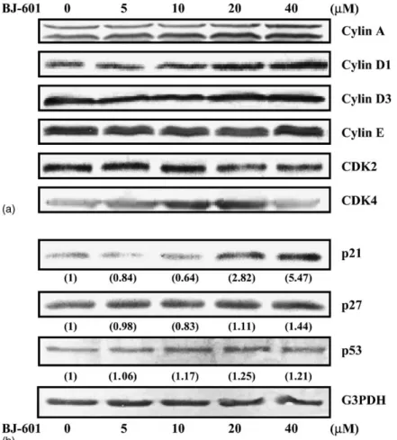 Fig. 4. Effect of BJ-601 on the protein levels of cyclins, CDKs and CKIs. Western blot analysis was performed to examine the changes of protein levels of cyclins, CDKs, and CKIs in the BJ-601-treated HDMVECs