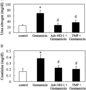 Fig. 6. Renal damage induced by gentamicin was reversed by pretreatment of TMP and Adv-HO-1