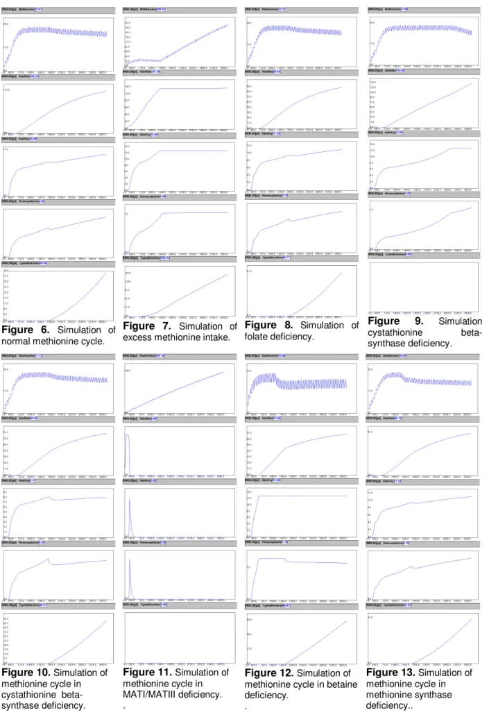 Figure  6.  Simulation  of  normal methionine cycle.  