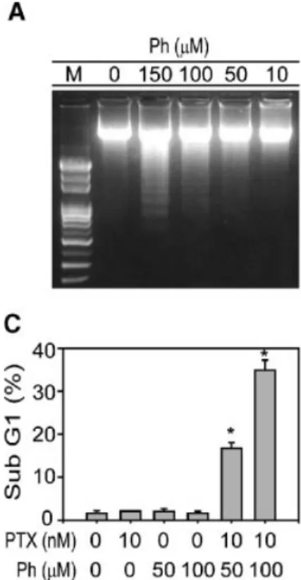 Figure 3. Combined treatment with Ph and PTX induces apoptosis in Hep G2 cells. (A) Hep G2 cells were treated with different doses of Ph (10–150 mM) for 24 h