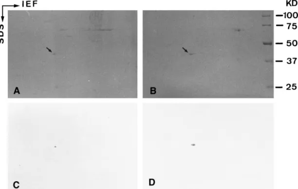 FIG. 3. Two-dimensional gels and immunoblot analysis of lipid droplet preparations of adrenocortical cells (A and C) and adipocytes (B and D)