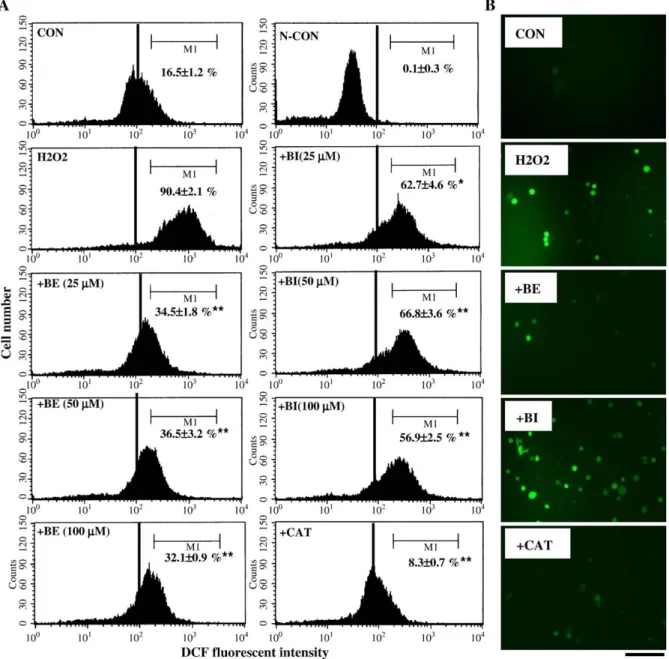 Fig. 4 A indicate that H 2 O 2 (400 μM) treatment significantly