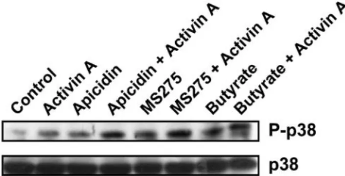 Fig. 1 Activin A and HDAC inhibitors stimulated additive increases in p38 phosphorylation