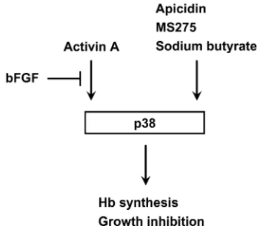 Fig. 7 Schematics of p38 activation by activin A and HDAC inhibitors. bFGF was shown to counteract activin A effects, while not affecting the HDAC inhibitors
