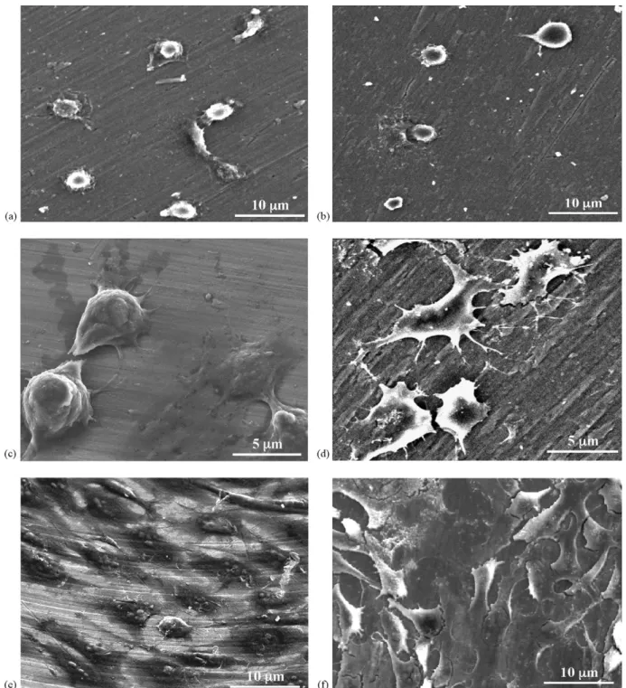 Fig. 3 (f), and the cultured cells were strongly attached,