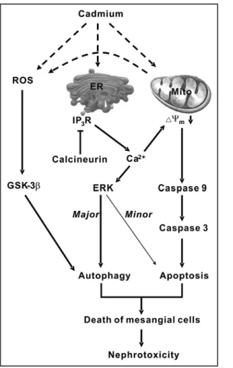 Figure 1. A proposed model for cadmium-induced nephrotoxicity. Cadmium  induces  nephrotoxicity  via  multiple  pathways  including  the  ROS-GSK-3β  autophagy,  calcium-ERK  autophagy  and  apoptosis,  and   calcium-mitochon-dria-caspase apoptosis pathway
