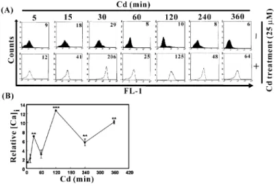 FIGURE 3. Mitochondrial membrane potential declined after Cd treatment. Cells were incubated with 2.5  µg/mL JC-1 dye for 15 min before the end of Cd treatment and were  sub-sequently analyzed using flow cytometry