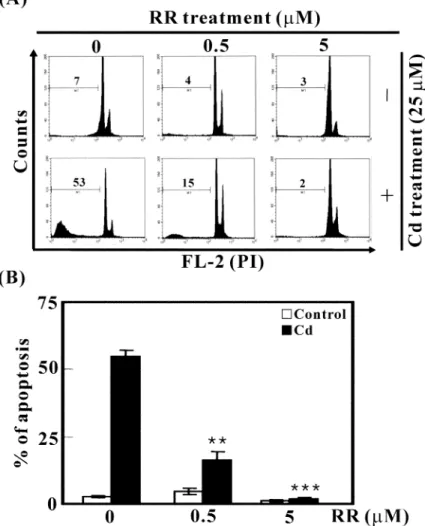 FIGURE 5. The apoptogenic activity of cadmium was suppressed by an inhibitor of the mitochondrial calcium uniporter