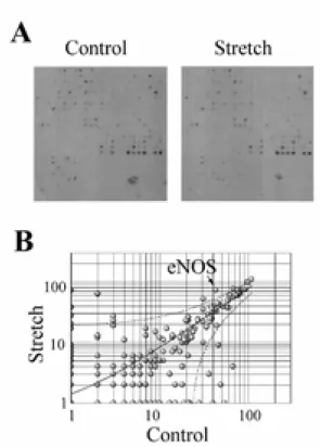 Figure 1. cDNA microarray analysis of mechanical stretch-induced gene expression in neonatal rat cardiomyocytes
