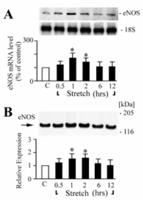 Figure 2. Stretch induces eNOS gene expression in cardiomyocytes. (A) Time course of mechanical stretch on eNOS mRNA expression