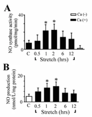 Figure 3. Stretch increases NOS activity and NO production in cardiomyocytes. (A) Stretch increases NO synthase activity in cardiomyocytes