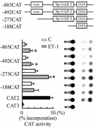 Figure 2. Stretch induces AP-2 gene expression in cardiomyocytes. Time course of mechanical stretch on AP-2 mRNA expression