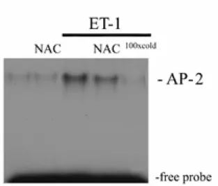 Figure 4. NAC attenuated the ET-1– stimulated AP-2 binding activity in