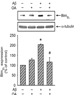 Figure 3. Aβ activate Bim expression via PP2A. 