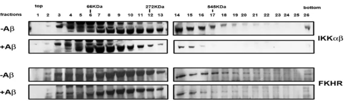Figure 7. Aβ induced the huge complex IKKα/β/FKHR dissociation detected by  sedimentation analysis