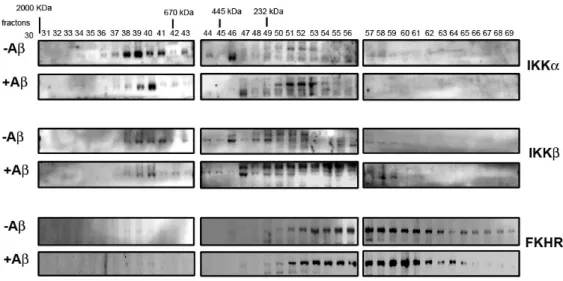 Figure 8. Aβ induced the huge complex IKKα/β/FKHR dissociation which was  examined by gel filtration chromatography