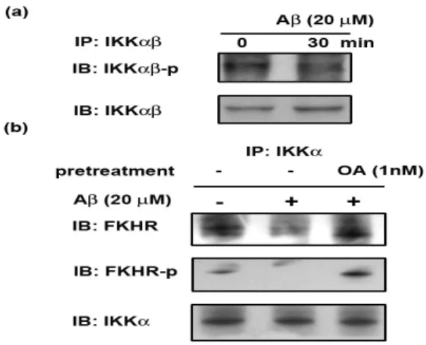 Fig 9 PP2A dephosphorylated IKKα/β and FKHR to result in the complex  dissociation.   