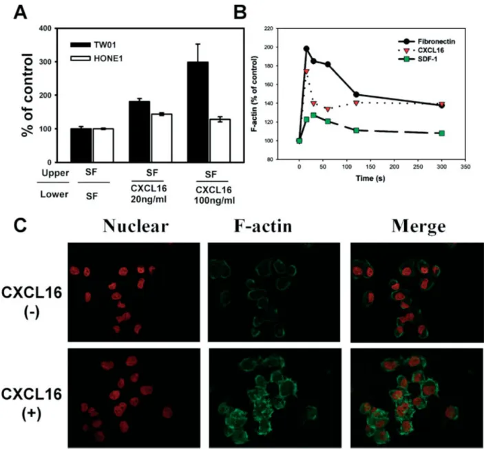 Figure 3. Functional assays for CXCR6 on NPC cells. (A) Chemotaxis of NPC cells across transwell membranes precoated with fibronectin