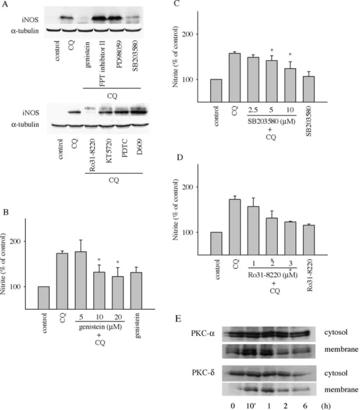 Fig. 3. Effects of genistein, FPT inhibitor-II, PD 98059, and SB 203580 on chloroquine-induced nitrite production and iNOS expression in C6 glioma cells