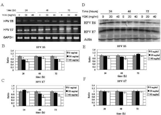 Fig. 4. YGK suppressed HPV-18 E6 and E7 oncogenes. (A–C) RT-PCR analysis of E6 and E7 transcripts in HeLa cells before and after YGK treatment (0, 20, 40 mg) for 24, 48, and 72 h