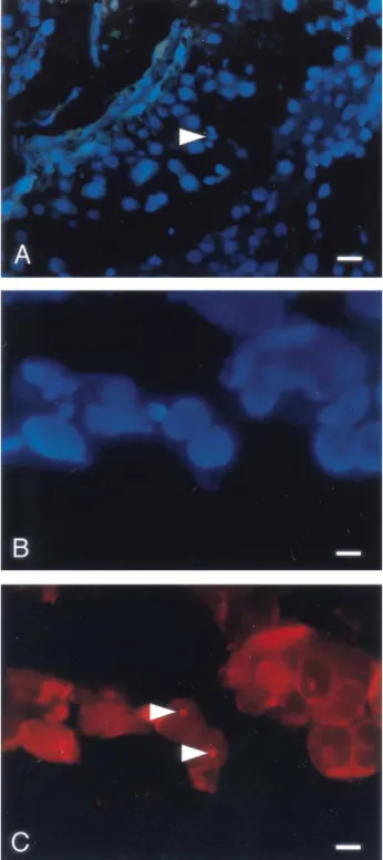 FIGURE 2. (A,B) DAPI staining of testicular tissue with