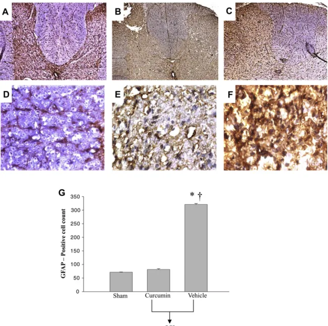 FIG. 4. Representative photographs of GFAP-stained sections from the spinal cord of sham control animals (A) and (D), as well as the cur- cur-cumin-treated group (B) and (E), and the vehicle-treated group (C) and (F) 7 d after SCI