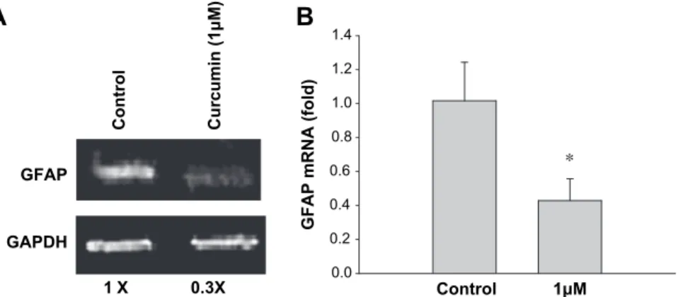 FIG. 5. Treatment of primary cultured astrocytes with curcumin. (A) mRNA levels of GFAP were determined by RT-PCR in reactivated astrocytes at 7 DIV after treatment with 1 mM of curcumin