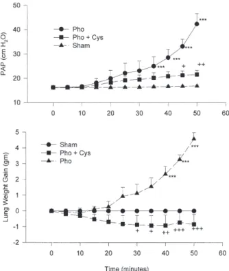 Figure 1 shows the PAP and LWG tracings during the 50 minutes of perfusion. Phorbol induced a significant increase