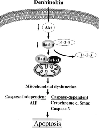 Fig. 8. Schematic summary of apoptotic pathway involved in denbinobin- denbinobin-induced A549 cell apoptosis
