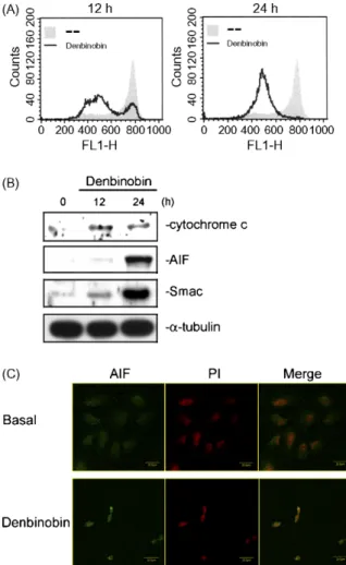 Fig. 4. Denbinobin induced the loss of mitochondrial membrane potential and the release of cytochrome c, Smac, and AIF in A549 cells