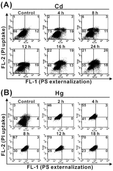FIGURE 1. Time-course experiments of Cd-induced apoptosis and Hg-induced necro- necro-sis in MRC-5 cells