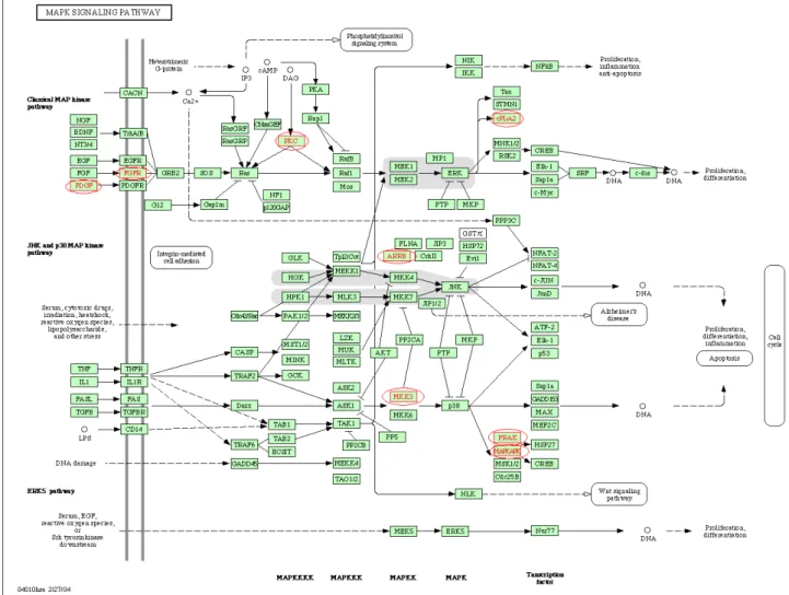 Figure 3: Pathway for MAPK signaling process. In total, eight cancer-related genes have been shown in circle.