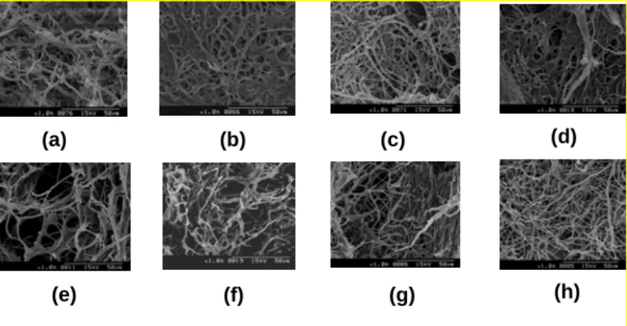 Figure 1 SEM photograph of (a) Ganoderma residue, (b) de-protein residue, SC bleached with H 2 O 2  under (c)  pH=7, (d) pH=8, (e) pH=9, (f) pH=10, (g) pH=11, and with (h) NaOCl, respectively