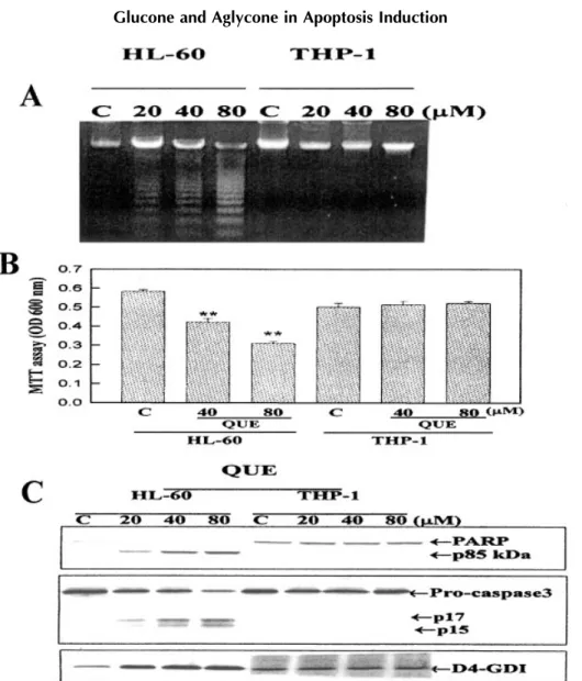 Fig. 7. Differential apoptosis-inducing effect of QUE in poorly differentiated leukemia HL-60 cells and well-differentiated mature monocytic THP-1 cells