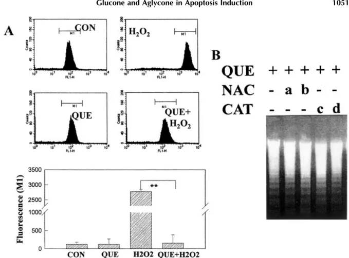 Fig. 5. Effect of QUE on intracellular peroxide levels by DCHF- DCHF-DA assay. A: HL-60 cells were treated with QUE (40 mM) for 2 h, followed by addition of DCHF-DA (100 mM) with or without H 2 O 2 (200 mM) for an additional 1 h