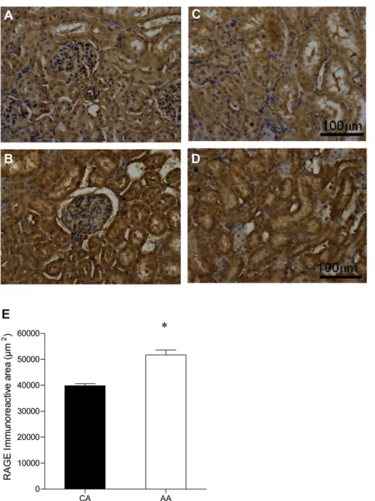 Figure 3 RAGE expression in kidneys of the CA (A, C) and AA (B, D) groups. RAGE-positive cells with brown cytoplasm and hematoxylin-stained nuclei were randomly distributed throughout the tissues, mostly in the renal tubules (A, B) rather than in the glome