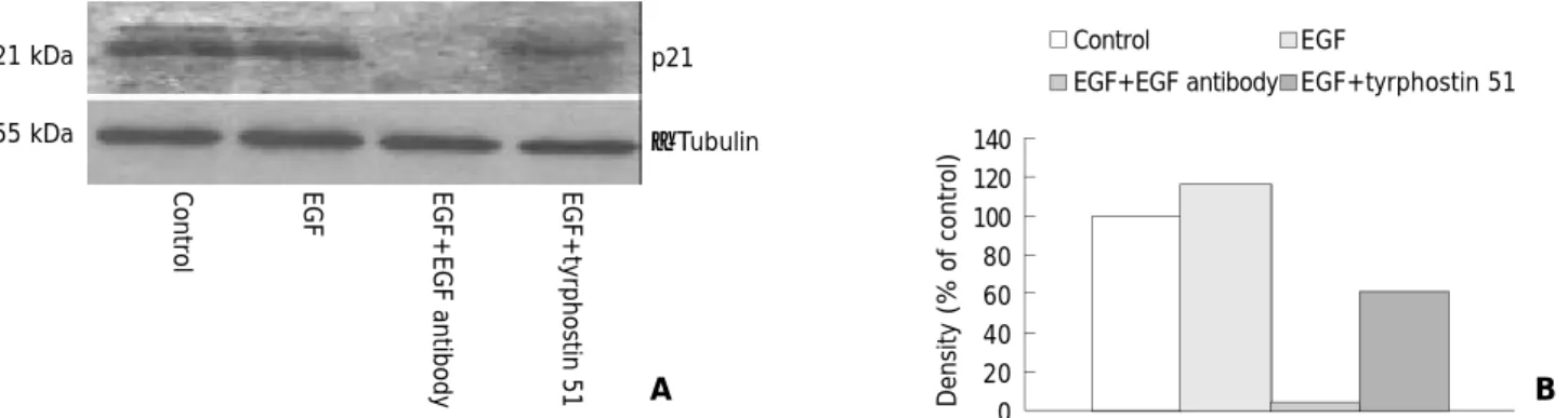 Figure 4   Expression of p21 protein with the molecular weight of 21 kDa visualized by Western blotting (A) and quantitated by an image analysis system (B) after incubation of SW480 cells with 0.6 mL/L dimethyl sulfoxide (DMSO, the control group), 225 ng/m