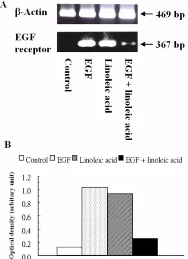 Figure 3. The expression of EGF receptor mRNA determined by RT-PCR (A) and quantitated by the optical density ratio of EGF receptor to β-actin (B) in C2BBe1 cells after the addition of 45 ng/mL recombinant human EGF, 42 µg/mL linoleic acid, or combined EGF