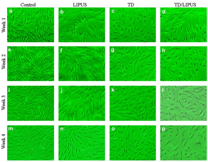 Fig. 3. Morphologic changes in the chondrogenic differentiation of human mesenchymal stem cells (hMSCs) in monolayer culture (3100)