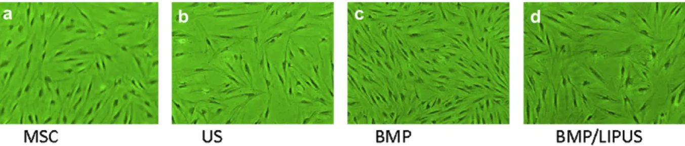 Fig. 5. Morphologic changes in the osteogenic differentiation of human mesenchymal stem cells (hMSCs) in monolayer culture (3100x)