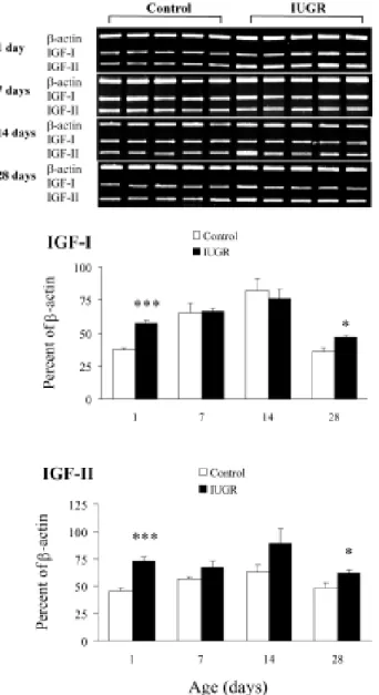 Fig. 3. Effects of maternal undernutrition on mRNAs encoding IGFR-1 and -2 in control and IUGR rat lungs