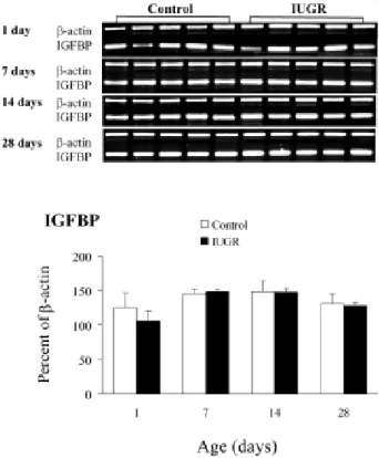 Fig. 4. Effects of maternal undernutrition on mRNAs encoding the IGFBP in control and IUGR rat lungs