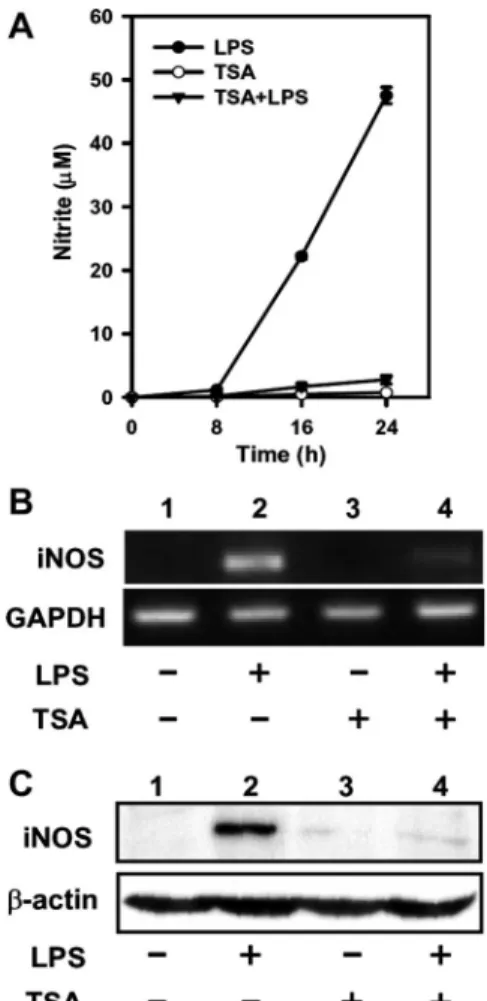 Fig. 1. Trichostatin A (TSA) suppressed LPS-induced NO production and inducible NO synthase (iNOS) mRNA and protein expression in RAW 264.7 cells