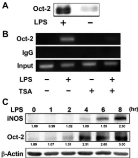 Fig. 6. Oct-2 binds to the promoter of iNOS gene. A: DNA affinity precipi- precipi-tation assay of Oct-2 binding to iNOS promoter
