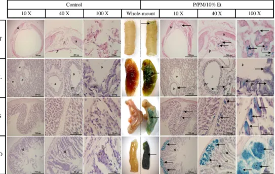 Fig. 3. The β-Gal whole mount and histological analysis on tissues of nude mice at 48 h after inhalation with six doses PM in 10% ethanol (Et) containing 100 μg of pCMV-Lac Z (P) (P/PM/10% Et) at 8 h intervals