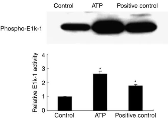 Figure 3 MAP kinase activity in hESCs measured using a MAP kinase assay kit. Human ESCs were treated with 10 mM ATP for 10 min, as described in Materials and Methods